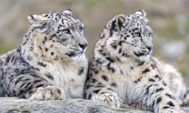 Okara ضلع اوکاڑہ: تاریخ، ثقافت اور ترقی کی داستان